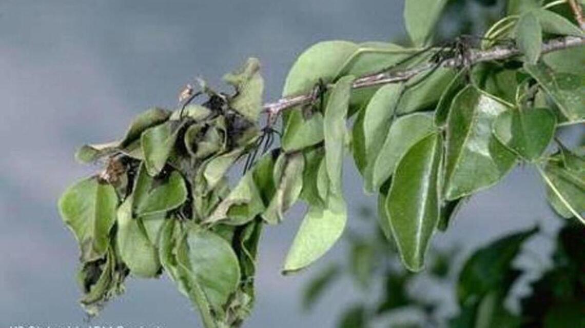 Cool, rainy spring prompts alert for fire blight on Valley trees, plants
