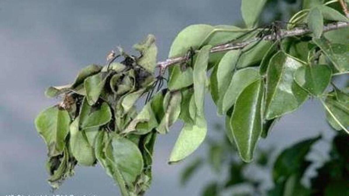Fire blight is a bacteria that can turn colorful plants such as apple trees a deep, ugly brown.