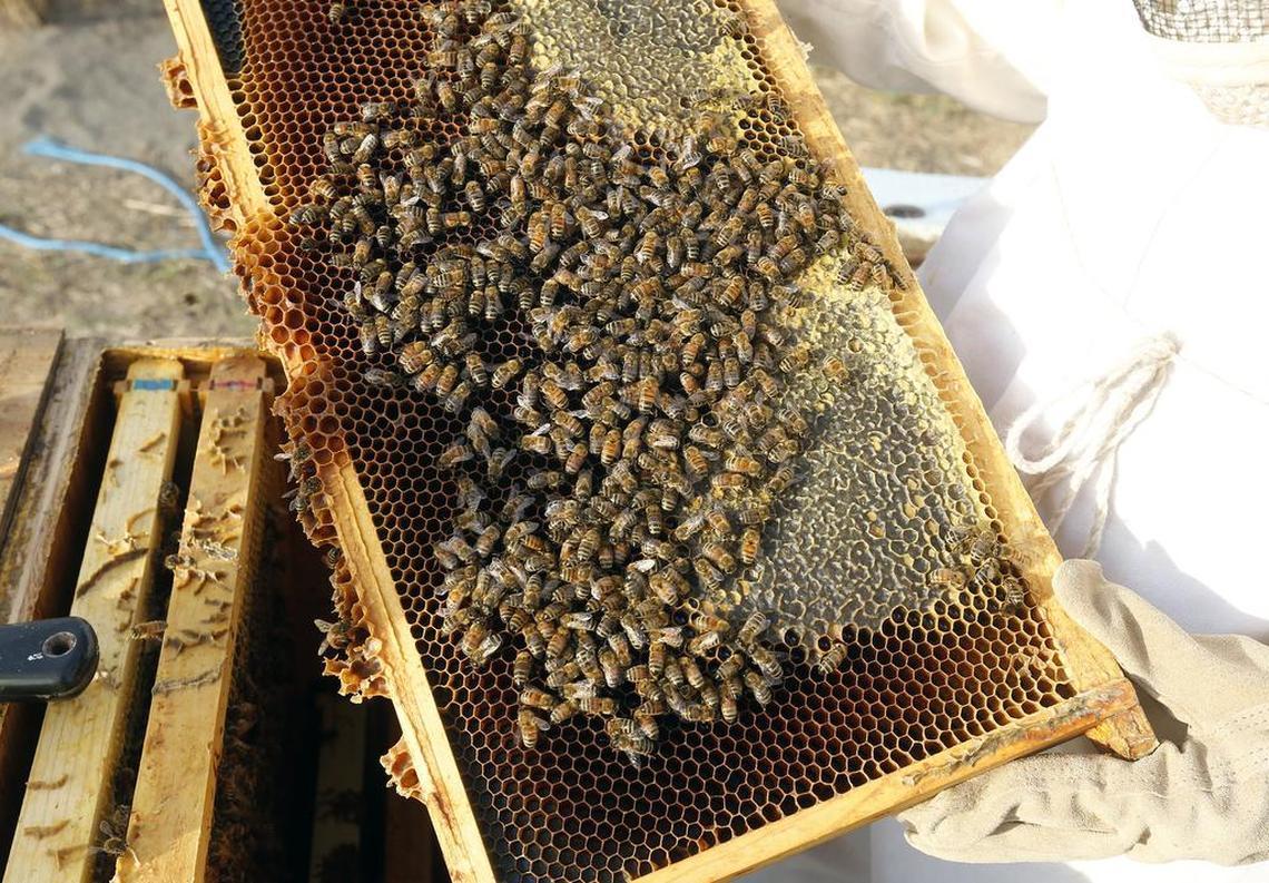 A typical beehive frame showing workers tending to the young, surrounded by honey.