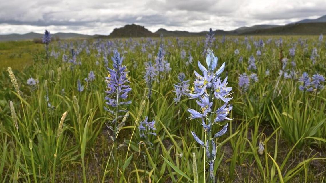 Camas bloom near Fairfield is part of the landscape that may have inspired Gorillaz’s new song about Idaho. Gorillaz founder Damon Albarn told a crowd the band stayed at Bruce Willis ski resort -- which may have been a nod to the Fairfield area.