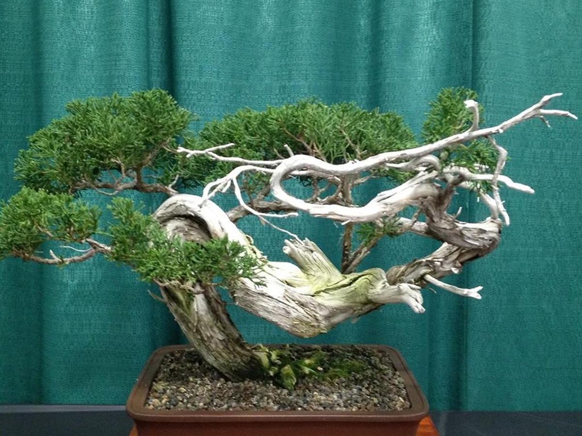 You’ll see the Boise Bonsai Society exhibit at the annual Boise Flower and Garden Show at the Boise Centre.