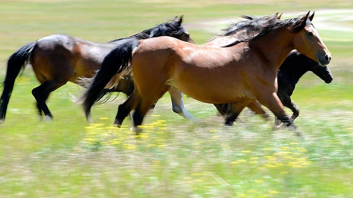 Wild Love Preserve has saved 130 horses in the Challis area.