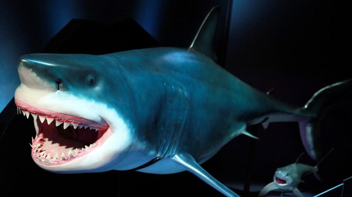 Lifelike sharks the size of kayaks are part of the “Planet Shark: Predator or Prey” exhibit that will open at the Discovery Center of Idaho on Saturday, June 10.