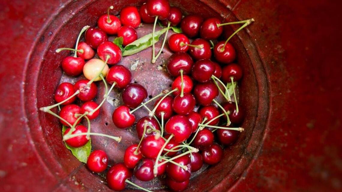 Sweet! Emmett Cherry Festival is next week