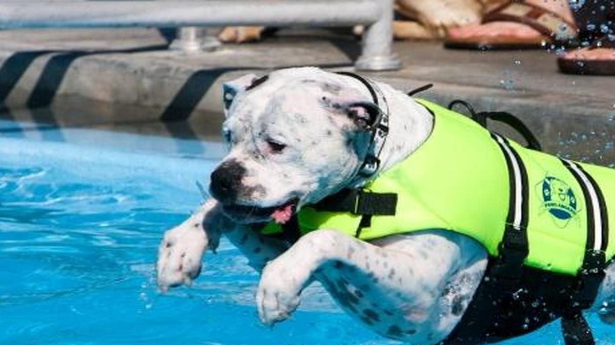 Dogs can take over the Natatorium Pool at the annual “See Spot Splash” on Wednesday, Aug. 26.