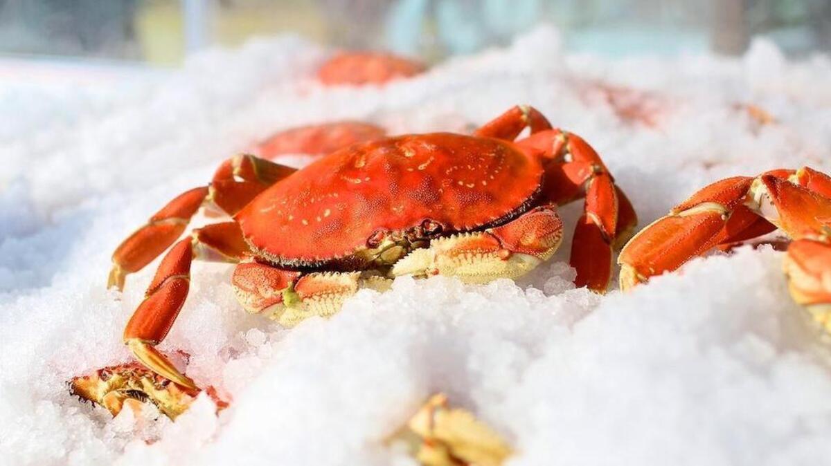 Dungeness Crab from the West Coast will be available soon at the new Reel Foods Fish Market location on Vista Avenue.
