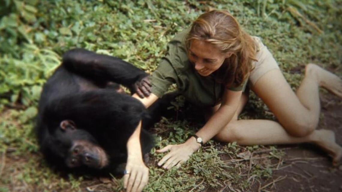 ‘Jane’: a memorable documentary portrait of Jane Goodall