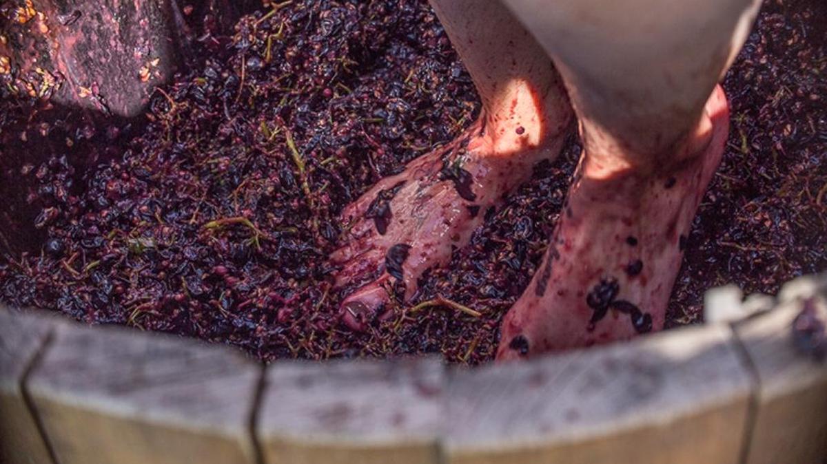 Get down and dirty with the grapes at the 15th annual Grape Stomp Festival at Crossings Winery in Glenns Ferry.