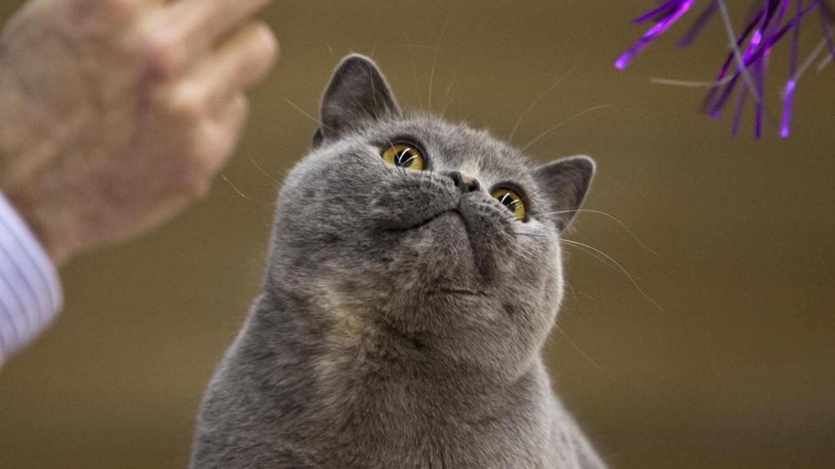 Washington residents searched for cat-related content on Google more than 194,000 times between March 2022 and February 2023.