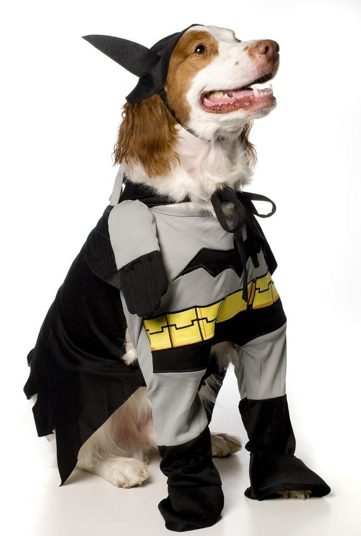 Batman pet costume.