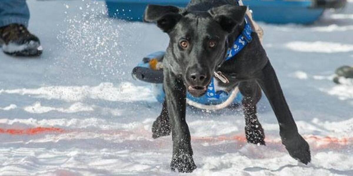 The MCPAWS Animal Shelter Monster Dog Pull is a favorite event at the McCall Winter Carnival. See pooches of all breeds and sizes pulling weighted sleds. Proceeds benefit the shelter.