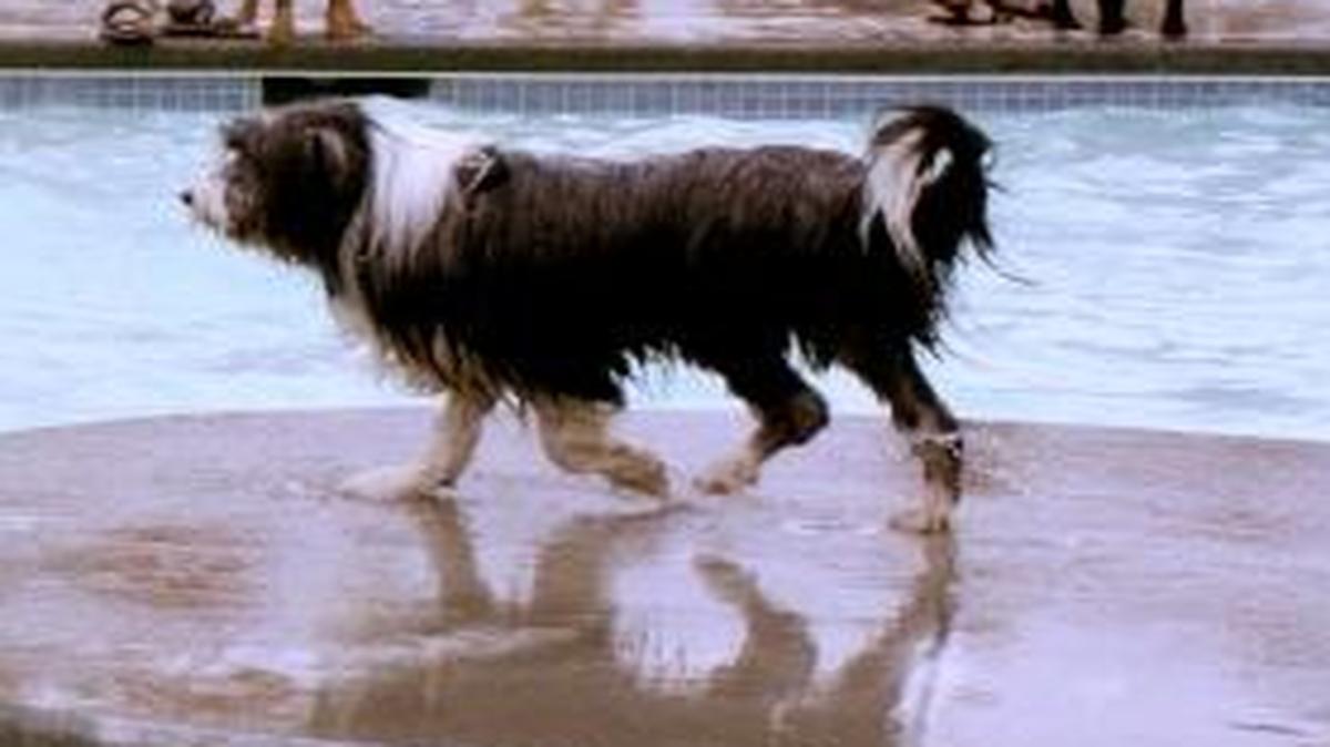 Nampa is going to the dogs. Well, at least for one day when pets and their owners are invited to spend the morning at Lakeview Park for the annual “Pool Party Stroll & Splash.”