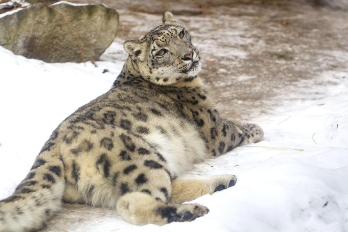 You can see Zoo Boise’s female snow leopard Kabita at the zoo’s “Wild at Heart,” on Saturday, Feb. 4. It’s one of two free days at the zoo during the year. Cold weather-animals such as the snow leopards, red pandas, penguins and more will enjoy some snow play and special treats in honor of Valentine’s Day.