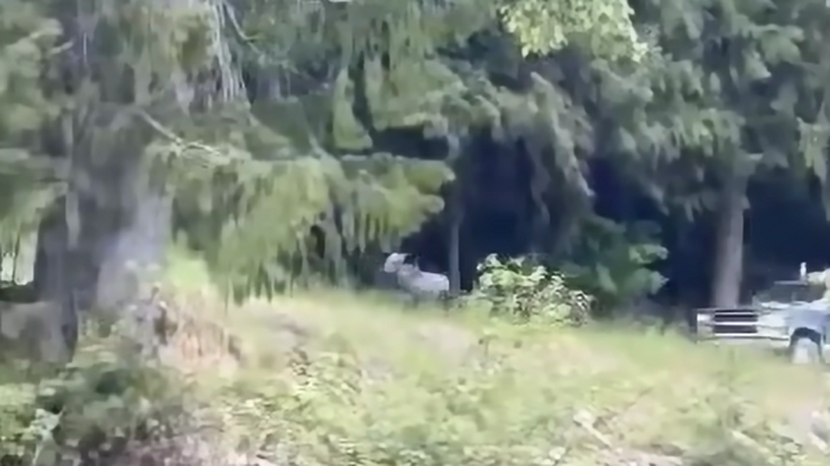 Wildlife authorities are looking for two men who were seen chasing a moose in a pickup truck in northern Idaho. 