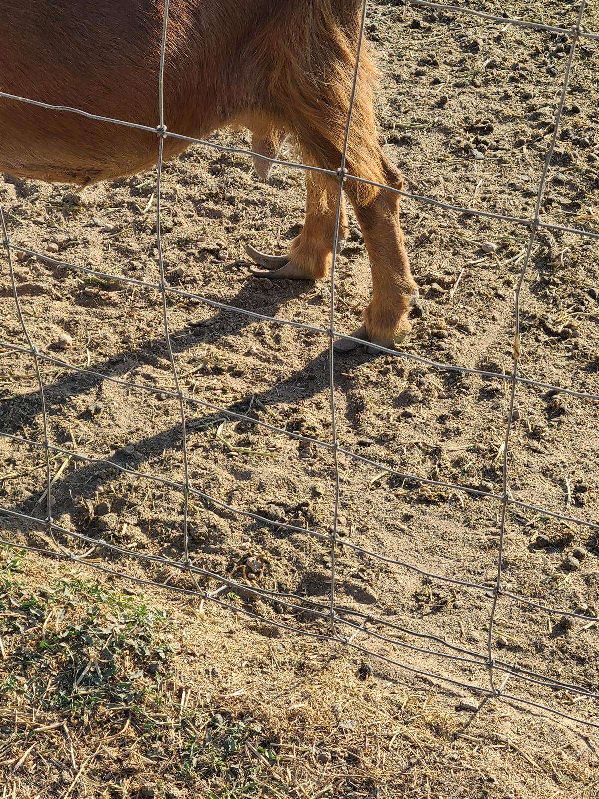 A goat with overgrown hooves stands in a pasture at Grand Barr Dairy in Nyssa, Oregon. An undercover investigator with animal rights organization PETA documented numerous instances of goats with overgrown hooves at the dairy.