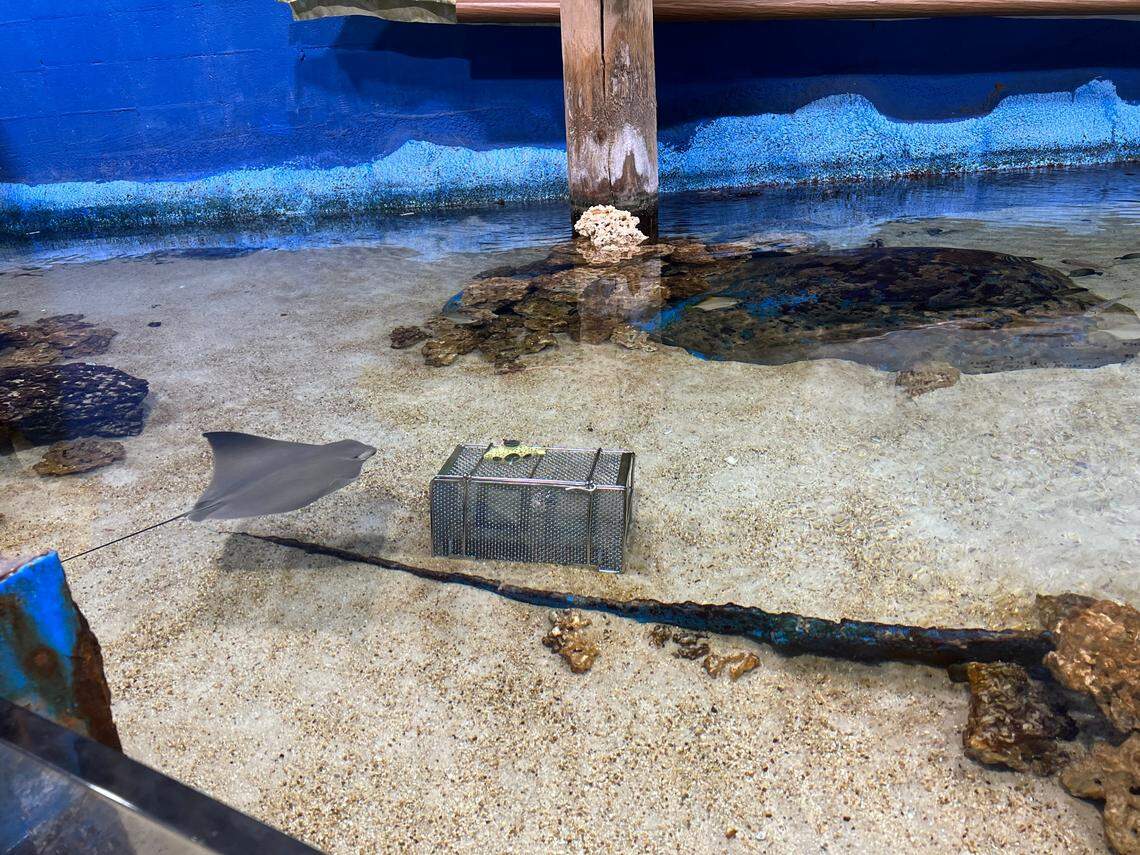 BioLogiQ put plastics inside metal containers in three different tanks at the East Idaho Aquarium: With the string rays, sharks and regular fishes.