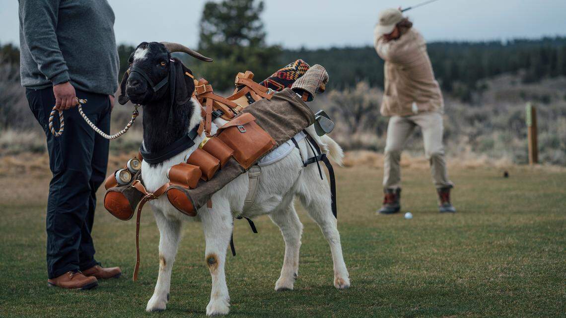 Goat caddies, a license to cheat and trash-talking rakes. It's all about fun at Silvies.