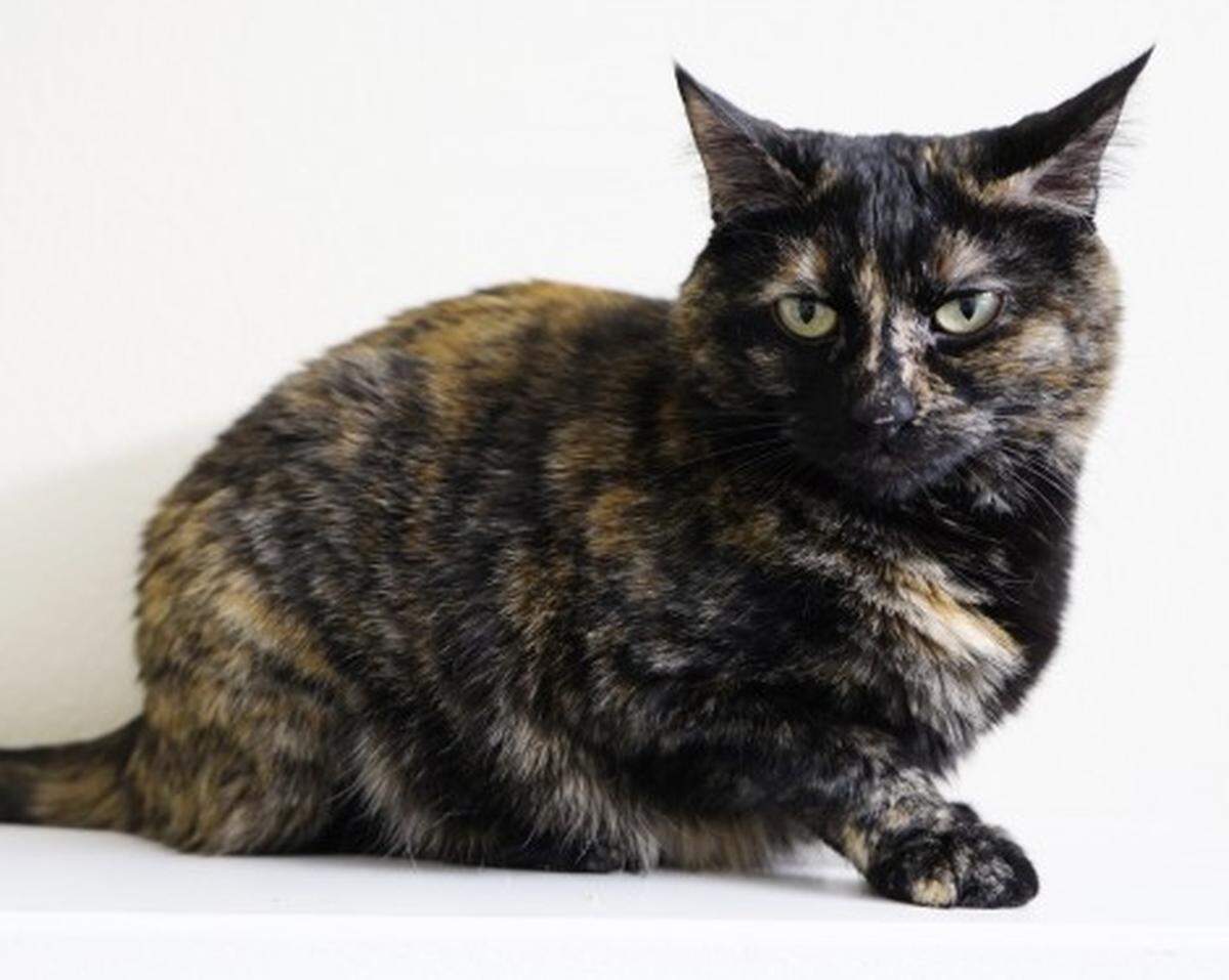 Mamushka the cat is available for adoption through Simply Cats.