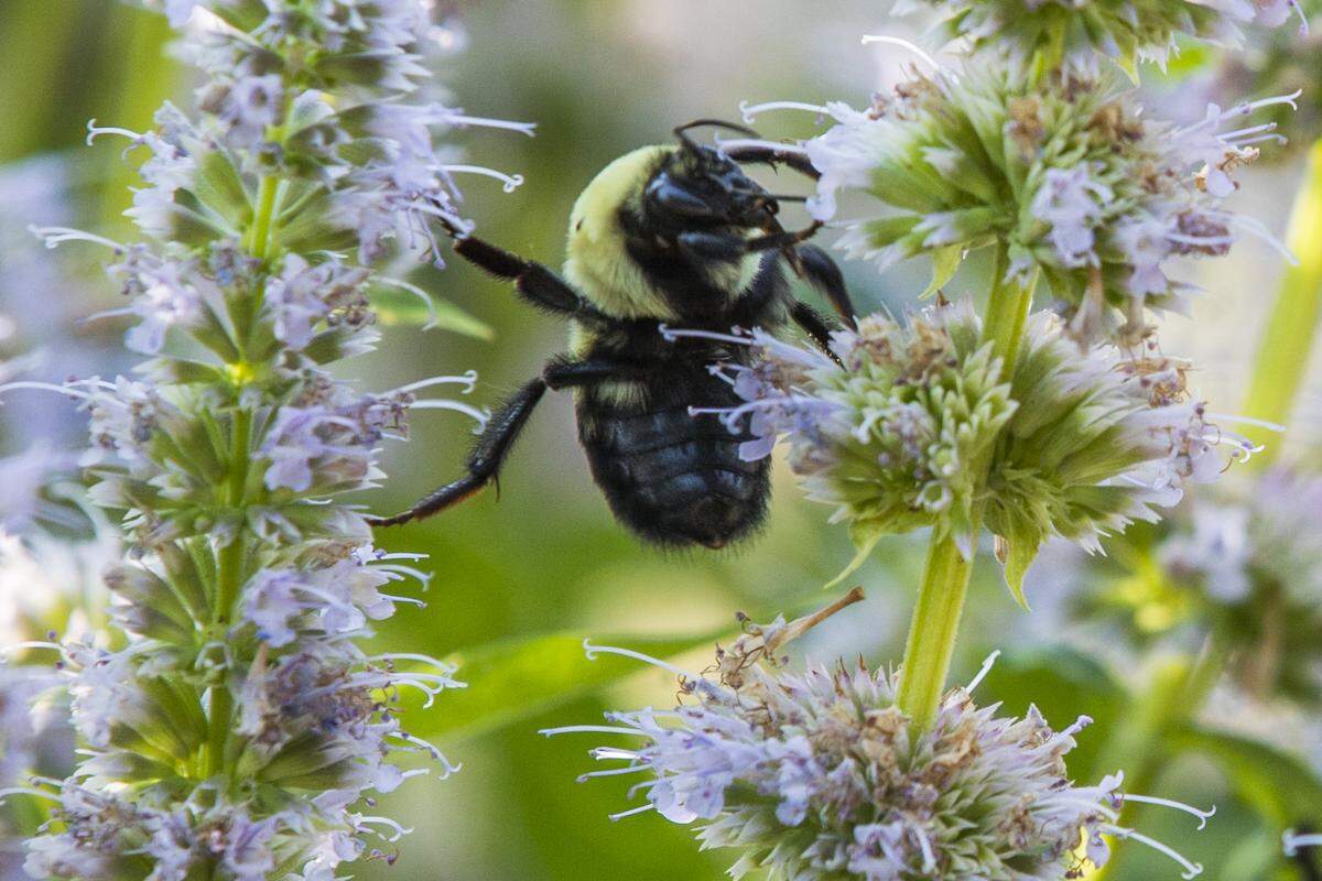 A bumblebee at the Garden City Pollinator Habitat in Garden City. While honeybees can range for miles, bumblebees stay close to their nests.