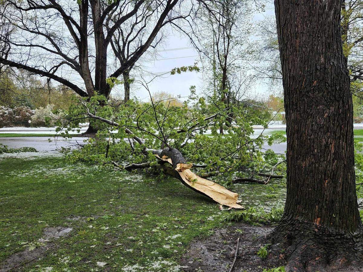 A broken tree limb in Kristin Armstrong Park in Boise. The park along the Boise Greenbelt sustained many broken tree limbs during the Monday storm.