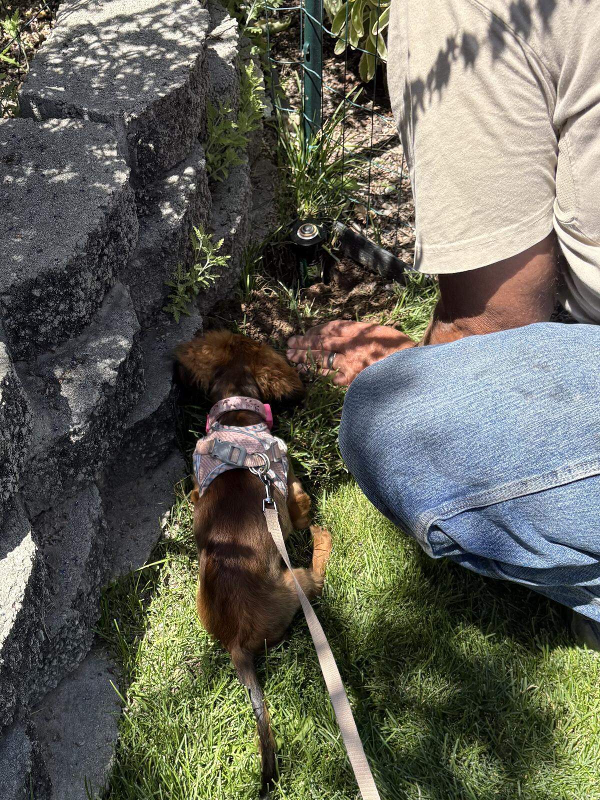 Mazikeen loves helping out in the garden and will even use her teeth to pull weeds with impressive accuracy.