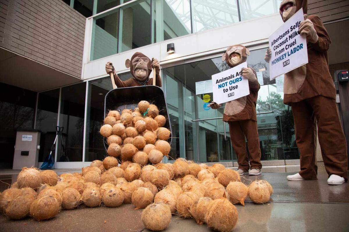 Protesters from People for the Ethical Treatment of Animals dump coconuts outside the Boise headquarters of Albertsons Cos. The stunt was part of a PETA campaign to pressure Albertsons to stop carrying Chaokoh coconut milk. PETA says the Thailand company uses coconuts harvested by chained and caged monkeys.