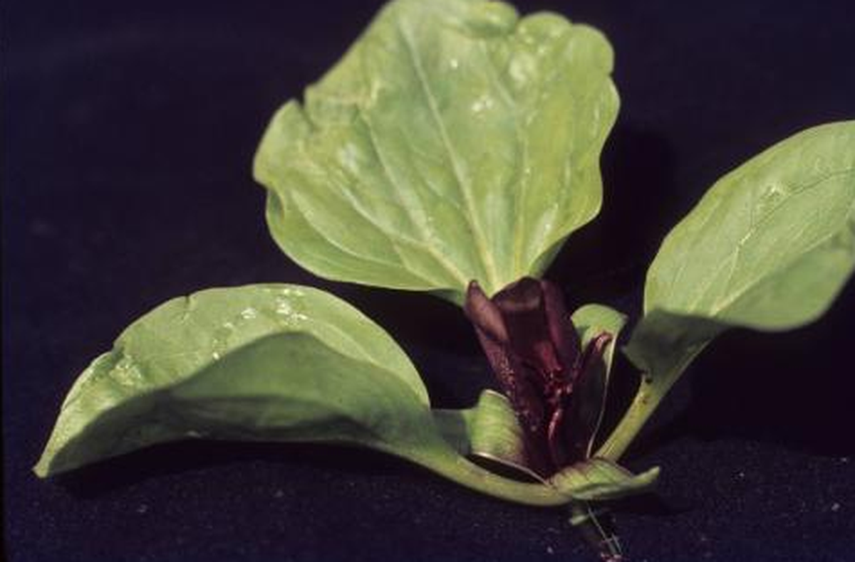 A blooming Idaho trillium flower. This flower is a species of the lily family and is commonly referred to as bloody nose.