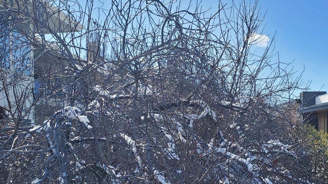 Sunshine and blue skies greeted Boise on Wednesday, March 1, after a surprising amount of snowfall the night before.