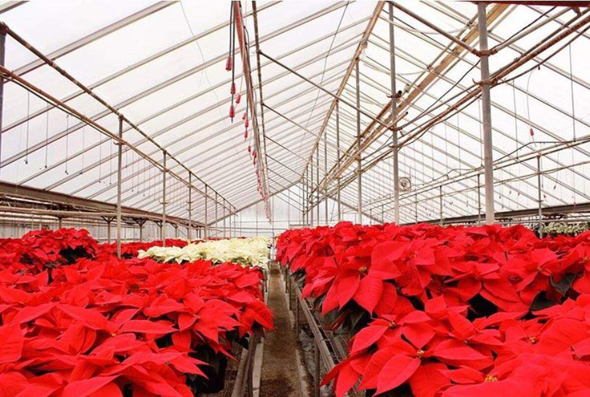 A beautiful poinsettia in full bloom from Edwards Greenhouses is a classic gift for parents at the holidays.