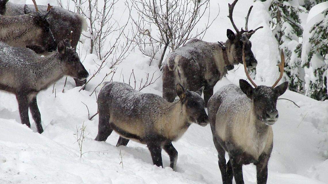 Idaho is home to 6 endangered animal species. Can you name them?