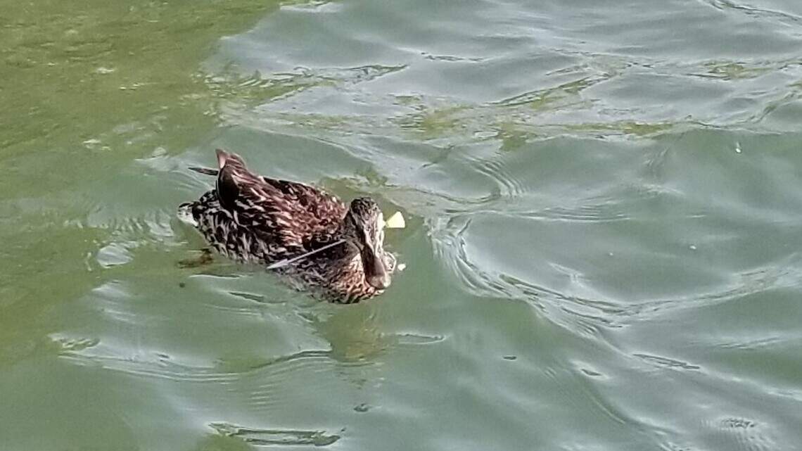 Lucky Peak duck with dart in its neck ‘will likely suffer a slow death,’ officials say