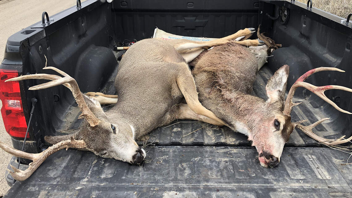 Who poached these deer near Emmett? Citizens Against Poaching offers reward for info