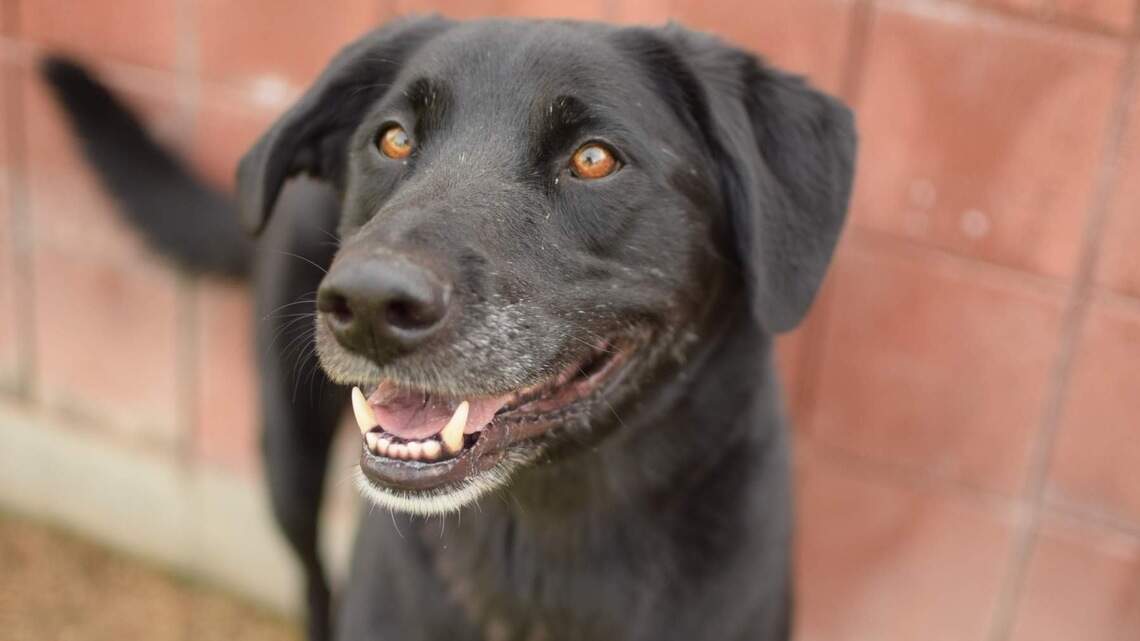 Canyon County Pet of the Week: Gunner