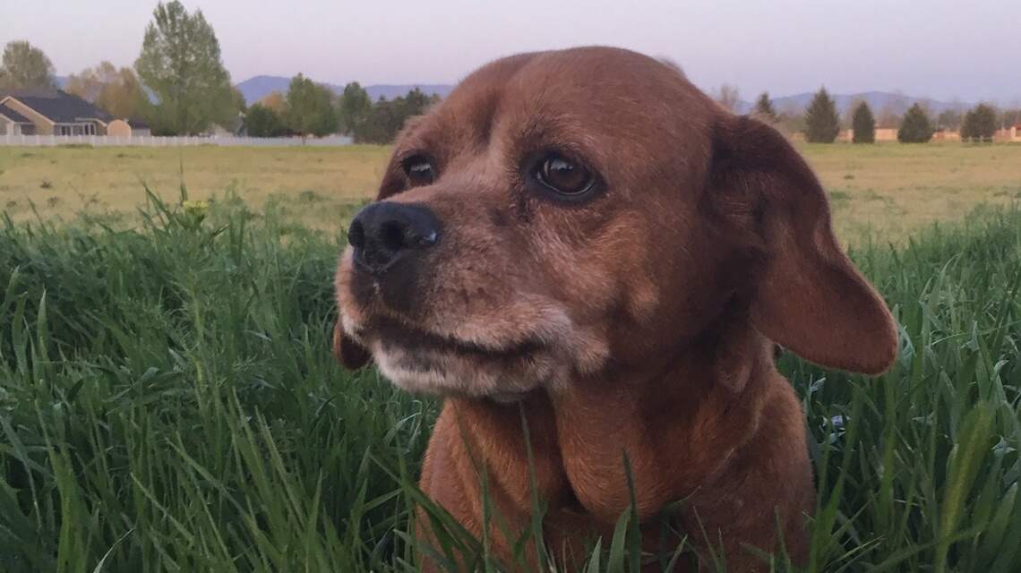Meridian Pet of the Week: Ginger