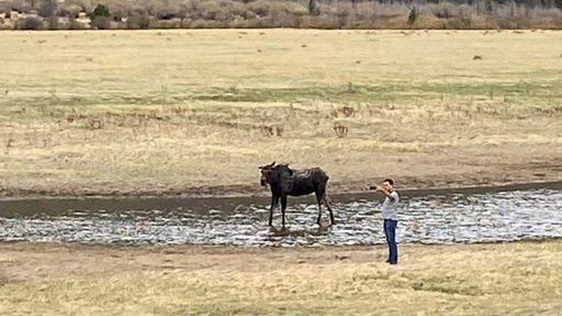 A Rocky Mountain National Park tourist took a selfie with a moose, park rangers said.