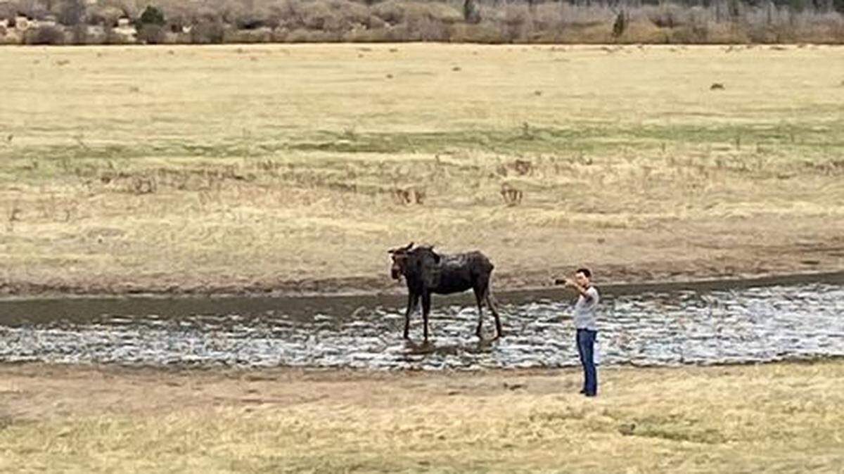 A Rocky Mountain National Park tourist took a selfie with a moose, park rangers said.