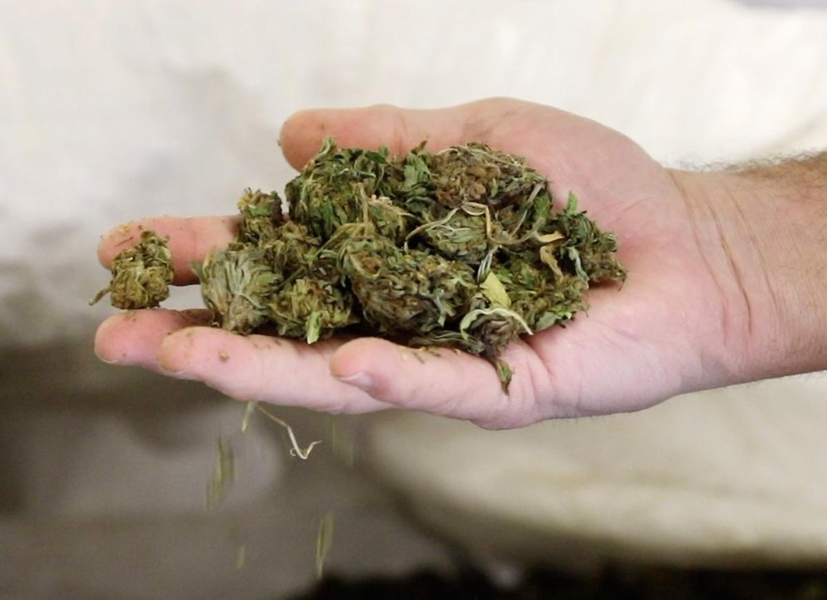 Treasure Valley Extraction, an Ontario business launched by a Boise businessman, starts with 300-pound bags of dried hemp flowers. They are crushed and compressed in a 72-hours process that ends up with THC-free CBD powder.