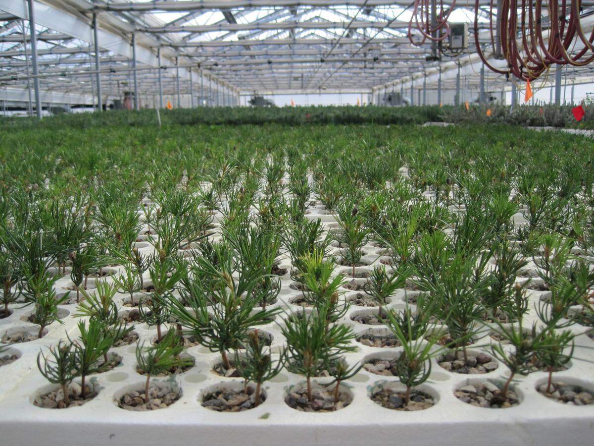 At the Forest Service’s Lucky Peak Nursery near Boise, nearly 2 million container seedlings are grown each year, along with several million bare-root seedlings grown outdoors. The plants are part of a reforestation effort to repair areas damaged by wildfire.