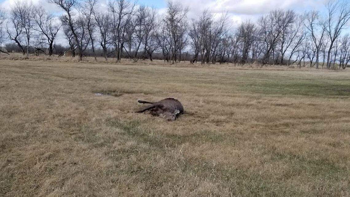 Two have been sentenced in the illegal killings of five moose, including a pregnant mother with her babies cut out, officials said. Photo from North Dakota Game and Fish Department.