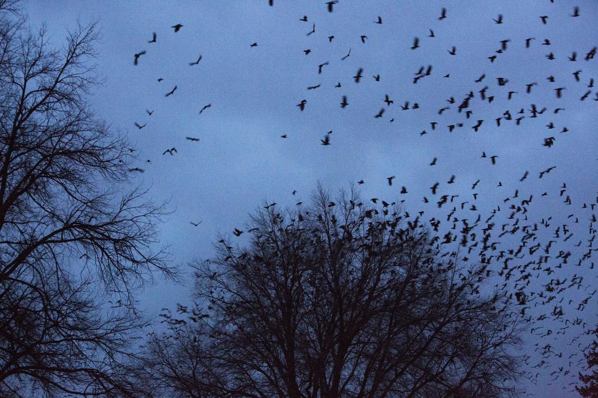 Crows are attracted to Nampa for its warmth and available food supply, experts say.