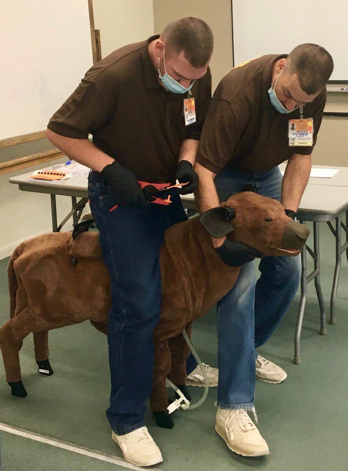In a dairy science class at the North Idaho Correctional Institution, Steven Hanson shows the proper way to steady Clyde, the demonstration calf, as Brandon Barbour prepares to tag its ear.