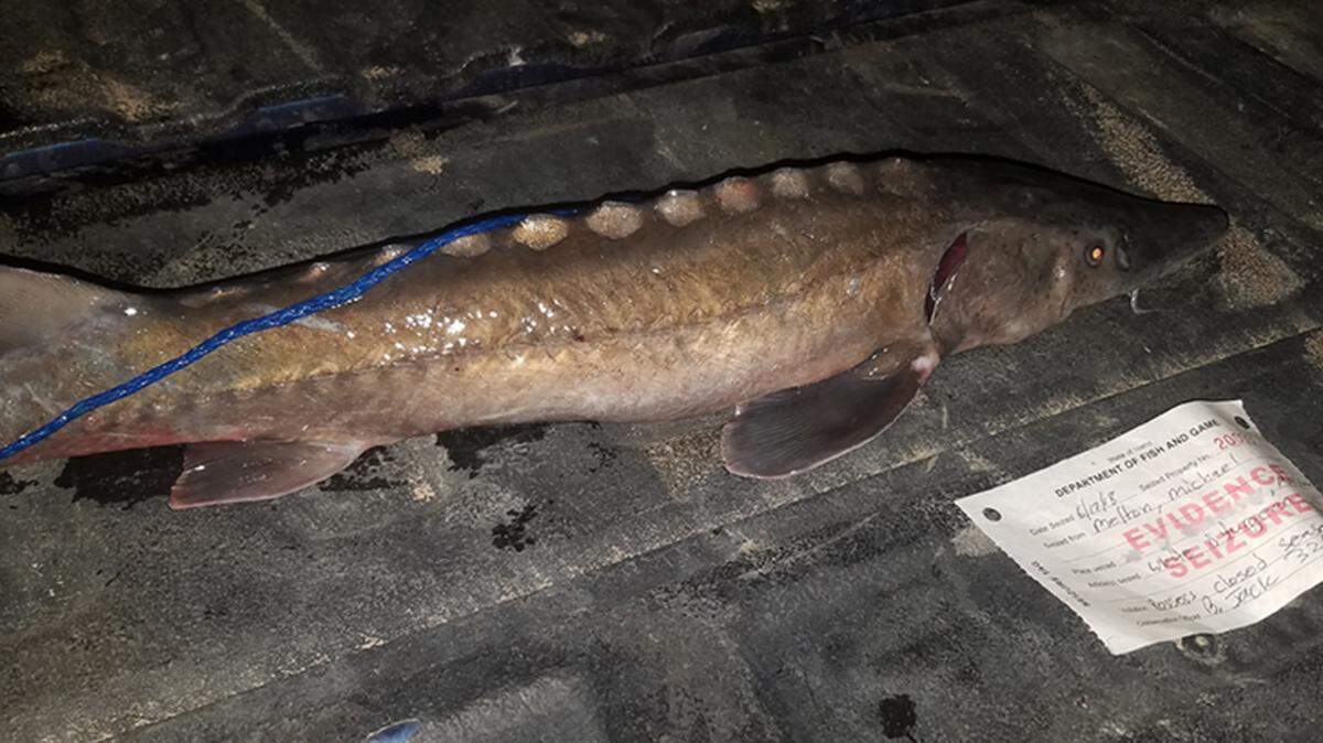 Michael Melton, 32, was cited for illegally catching and keeping a white sturgeon on the Snake River. When measured by officers, the fish had grown to 23 inches and weighed 3.2 pounds.