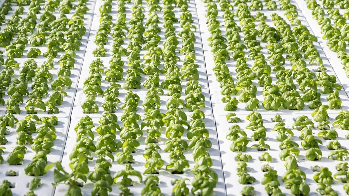 ‘Food for all of us’: This urban farm in Boise shows how agriculture can evolve