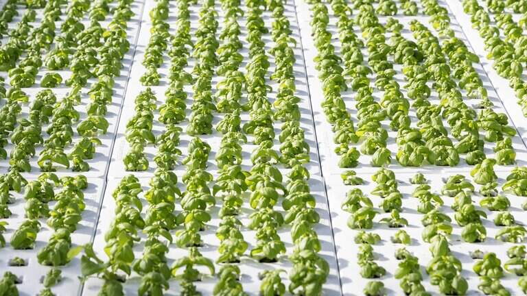 ‘Food for all of us’: This urban farm in Boise shows how agriculture can evolve