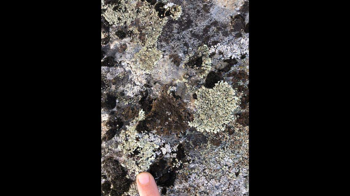 A community of lichen, as seen at Rocks of Sharon.