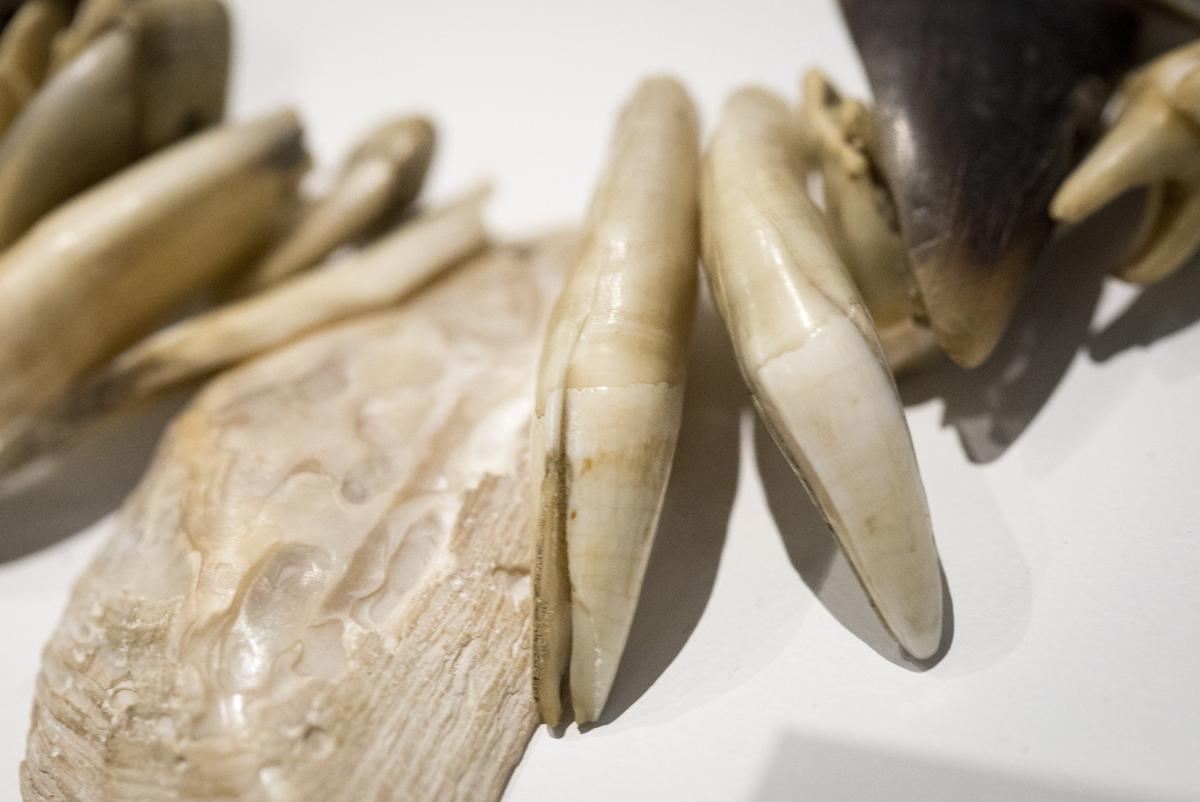 A claw, hoof, teeth and shell necklace from the early 1800s. Tradition says that Nez Perce leader Apash Wyakaikt owned this necklace. His son was Chief Looking Glass, who fought in the 1877 Nez Perce war.