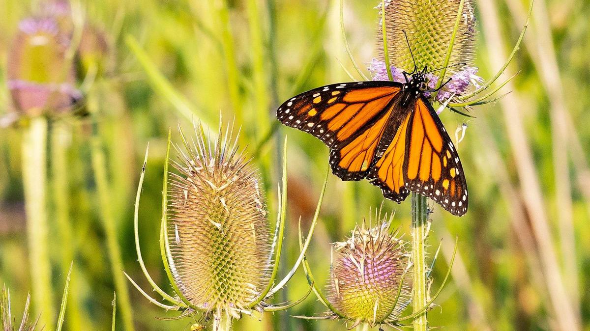 A monarch butterfly spends time on various plants a few yards from the Boise River east of Barber Park on Aug. 1, 2022.
