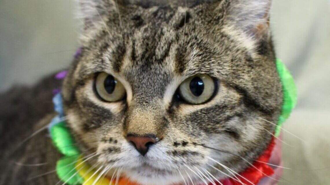 Ada County Pet of the Week: Ansel