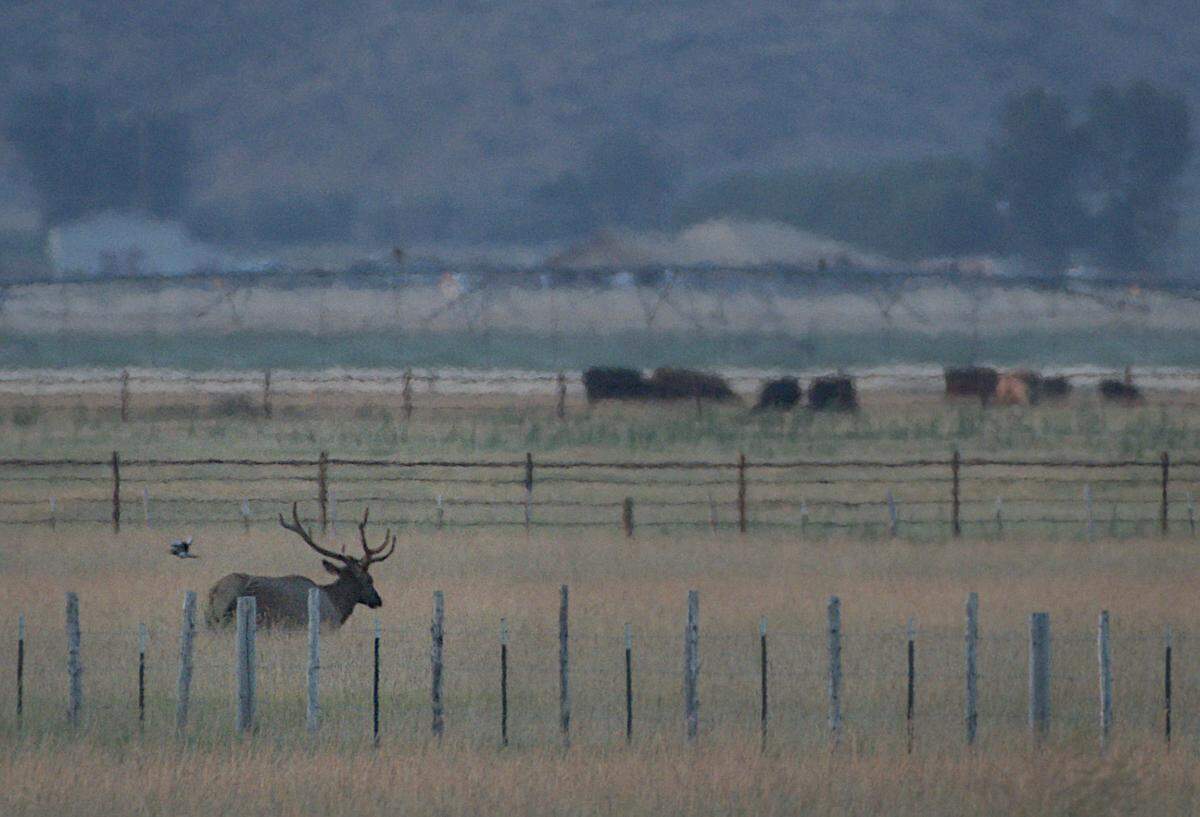 A bull elk grazes in an irrigated pasture at dusk Thursday in Blaine County.