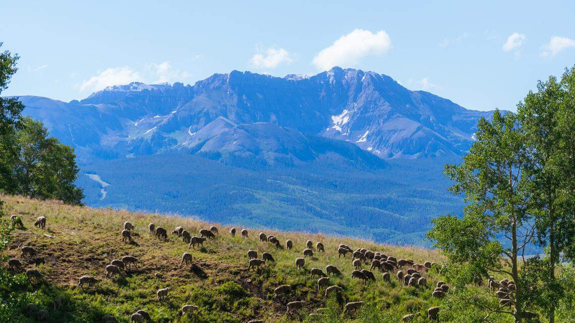 A sheep herder got attacked by a bear as he tried to defend the herd in a horrifying overnight encounter in the Colorado wilderness.